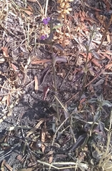 Dicliptera peduncularis