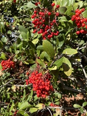 Heteromeles arbutifolia