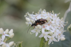 Alosterna tabacicolor