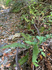 Polystichum californicum
