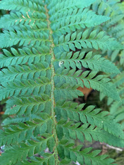 Polystichum californicum