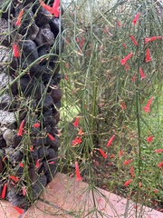 Russelia equisetiformis