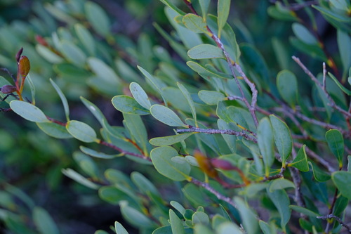 Image of Marianthus bicolor by (c) Peter Crowcroft, some rights reserved (CC BY)