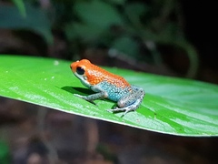 Oophaga granulifera