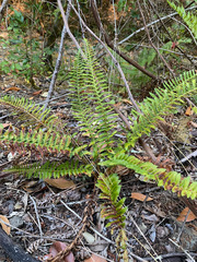 Polystichum californicum