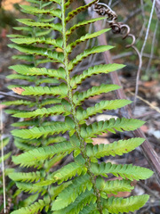 Polystichum californicum