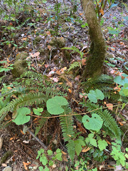 Polystichum californicum