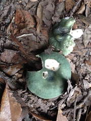 Russula subgraminicolor