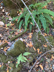 Polystichum californicum