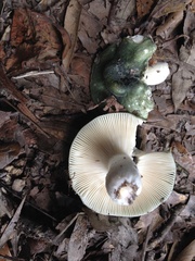 Russula subgraminicolor