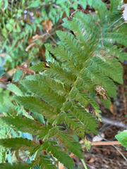 Polystichum californicum