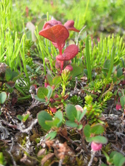 Exobasidium vaccinii-uliginosi