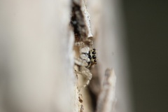 Menemerus bivittatus