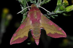 Deilephila porcellus