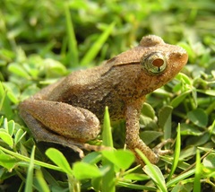 Phrynobatrachus alleni