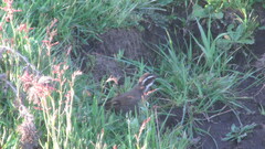 Cinclodes patagonicus