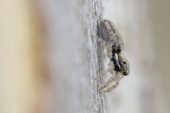 Menemerus bivittatus