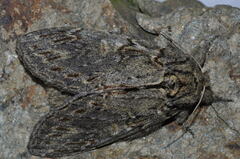 Peridea anceps