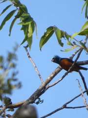 Chlorophonia elegantissima
