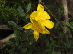 Cistus lasianthus