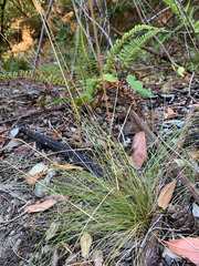 Festuca occidentalis