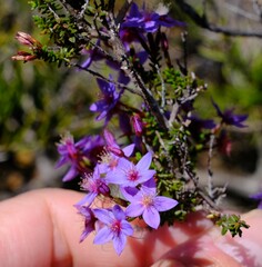 Calytrix leschenaultii