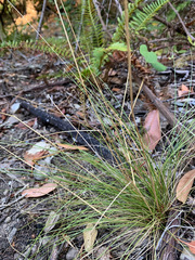 Festuca occidentalis