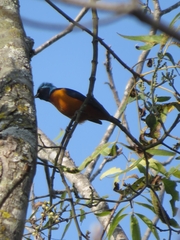 Chlorophonia elegantissima