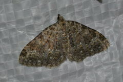 Coenotephria ablutaria