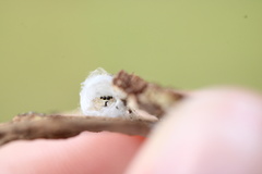 Menemerus bivittatus