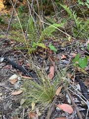 Festuca occidentalis