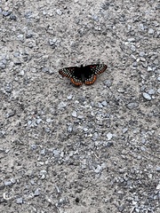 Euphydryas phaeton