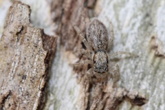 Menemerus bivittatus