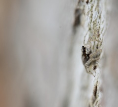 Menemerus bivittatus