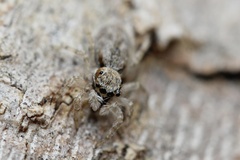 Menemerus bivittatus