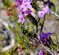 Calytrix leschenaultii