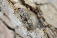 Menemerus bivittatus