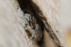 Menemerus bivittatus