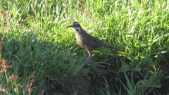 Cinclodes patagonicus