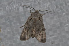 Lithophane ornitopus