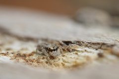 Menemerus bivittatus