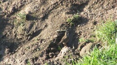 Cinclodes patagonicus