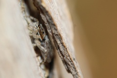 Menemerus bivittatus