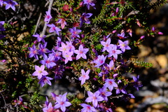 Calytrix leschenaultii