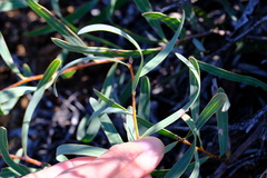 Hakea stenocarpa