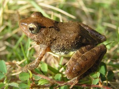 Phrynobatrachus alleni