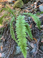 Polystichum californicum