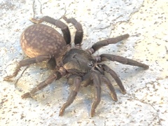 Seqocrypta jakara