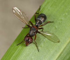 Cephalia
