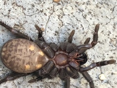 Seqocrypta jakara